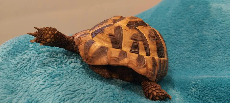 Hermann Tortoise Stock Photos