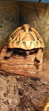 Hermann Tortoise Stock Photos