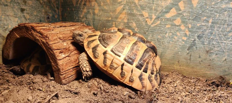 Hermann Tortoise Stock Photos