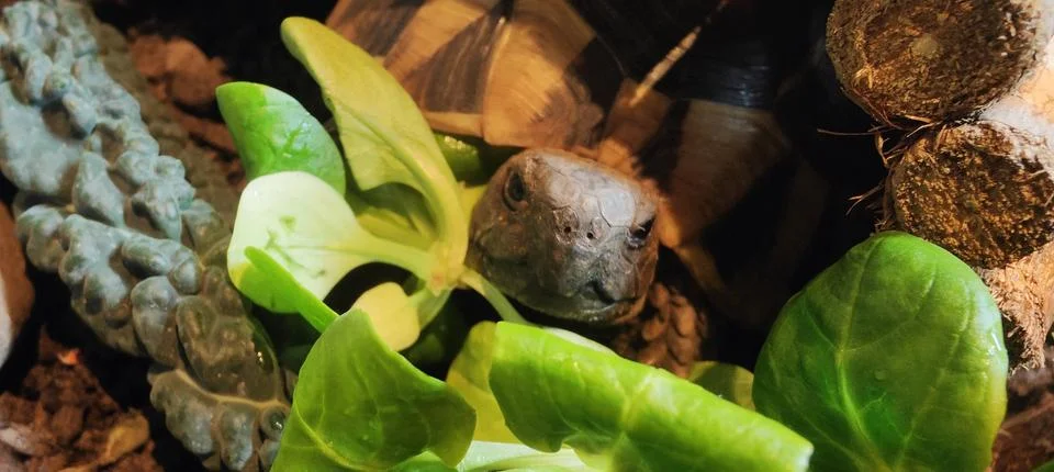 Hermann Tortoise Stock Photos