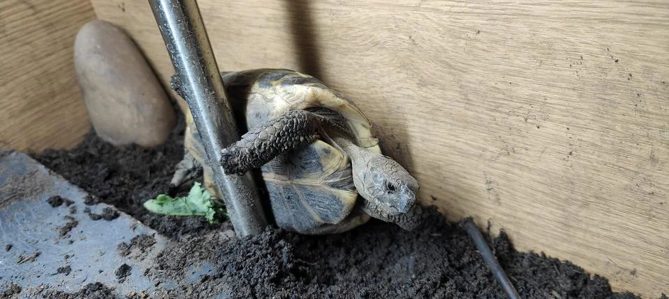Hermann Tortoise Stock Photos