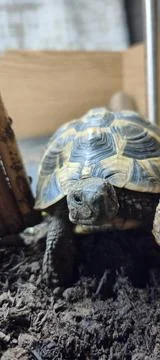 Hermann Tortoise Stock Photos