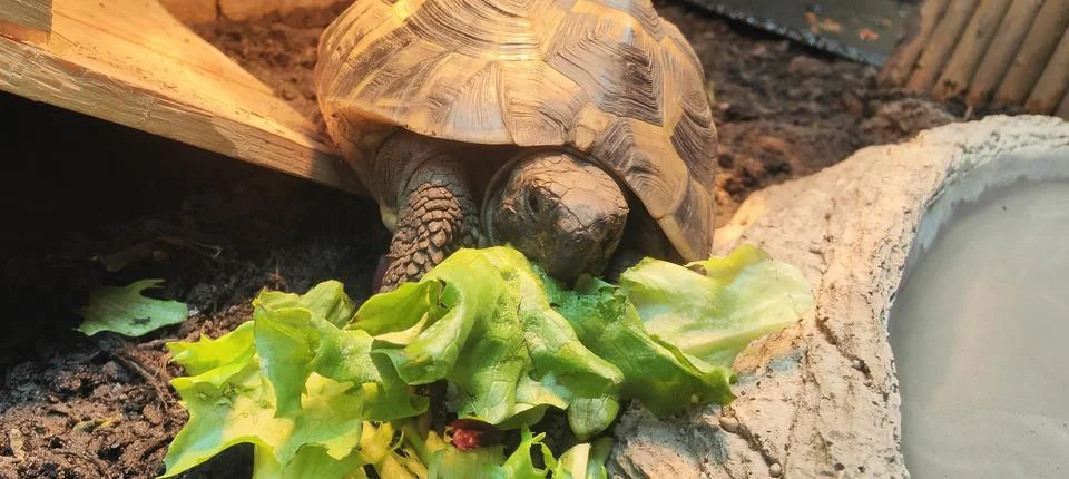 Hermann Tortoise Stock Photos