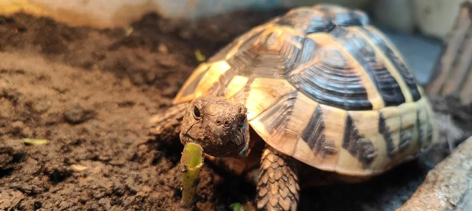 Hermann Tortoise Stock Photos