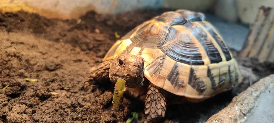 Hermann Tortoise Stock Photos