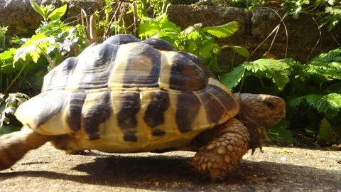 Hermann Tortoise Walking Stock Footage 152649165