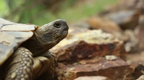 Hermann's tortoise ( Forest Turtle ) _1 Stock Footage 11360941