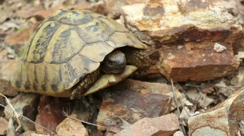 Hermann's tortoise ( Forest Turtle ) _2 Stock Footage 11360471
