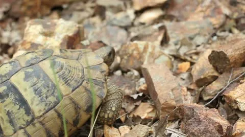 Hermann's tortoise ( Forest Turtle ) _3 Video stock 11359556