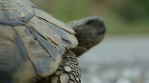 Hermann's tortoise ( Forest Turtle ) _4 Stock Footage 11364524
