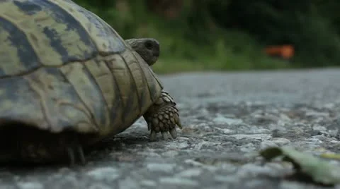 Hermann's tortoise ( Forest Turtle ) crossing the road Stock Footage 11361588