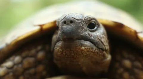 Hermann's tortoise ( Forest Turtle ) Stock Footage 11361147