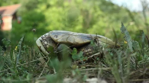 Hermann's tortoise ( Forest Turtle ) on its back Stock Footage 11364729