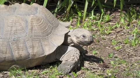 Hermann's tortoise in grass Stock Footage 243097642
