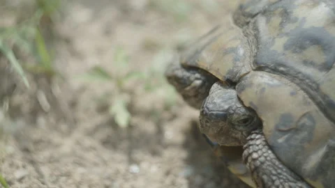 Hermanns tortoise hidden inside the shell 4K slow-mo video Stock Footage 205749869