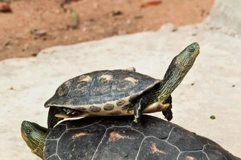 Hermann's tortoise Stock Photos