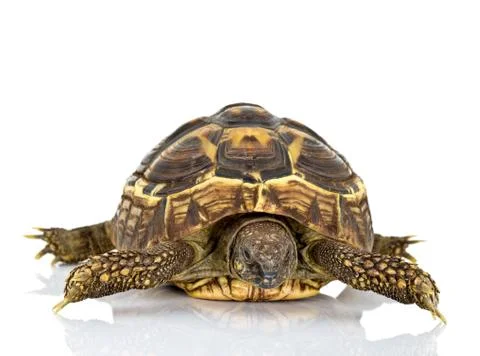 Hermann’s Tortoise Stock Photos