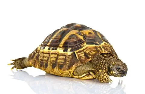 Hermann’s Tortoise Stock Photos