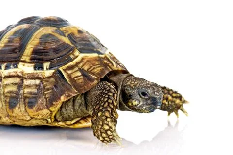 Hermann’s Tortoise Stock Photos