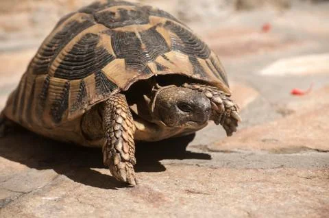 Hermann's tortoise Stock Photos