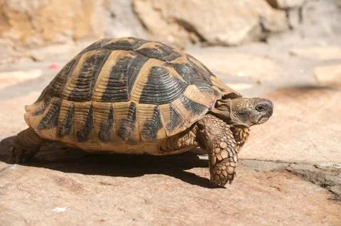 Hermann's tortoise Stock Photos