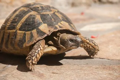 Hermann's tortoise Foto stock