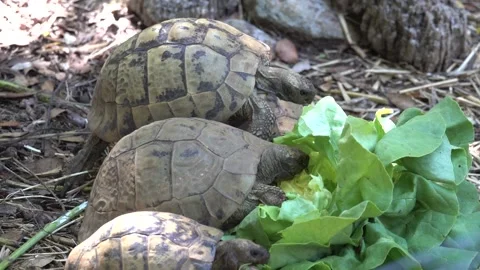 Hermann’s Turtle (1) Stock Footage 164915870