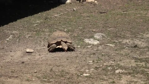 Hermann’s Turtle (2) Stock Footage 164917279