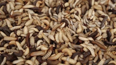 Hermetia illucens. Biowaste Processing with Black Soldier Fly Larvae. Compost Stock Footage 321267515