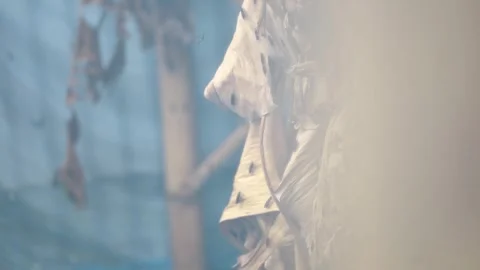 Hermetia illucens Stock Footage 292193353