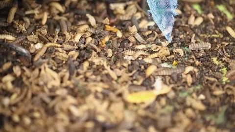 Hermetia illucens Stock Footage 292194829