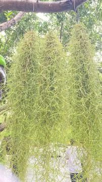 Hermit beard Stock Photos
