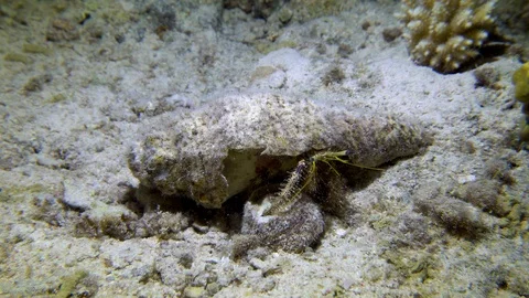 Hermit Cancer Shell Underwater Close Up Red Sea Egypt Stock Footage 102889774