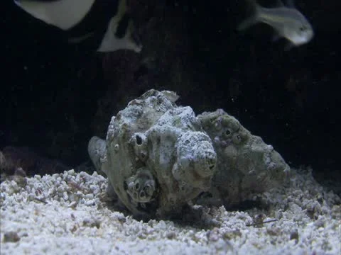 A hermit check a shell Stock Footage 21886736