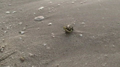 Hermit the crab 1 Stock Footage 380794