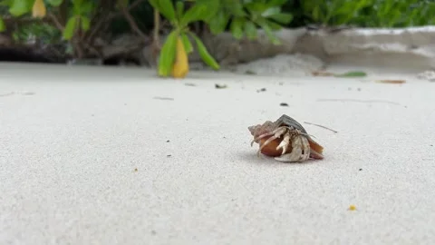 Hermit Crab Adventure on Tropical Beach Stock Footage 264013280