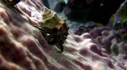 Hermit Crab on Barrel Sponge Colour Corrected 库存影片 61181960