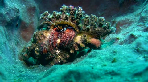 Hermit crab on barrel sponge Stock Footage 6736028