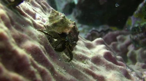 Hermit Crab on Barrel Sponge Not Colour Corrected 库存影片 61181640