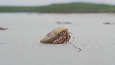 HERMIT CRAB ON THE BEACH Stock Footage