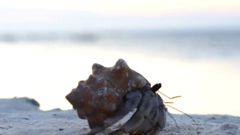 Hermit crab on the beach Video stock 106123850