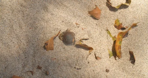 Hermit Crab on the beach Video stock 108601308