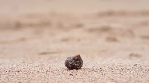 Hermit crab on the beach 動画素材 148523259