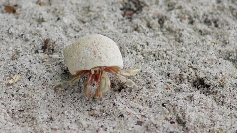 Hermit crab on the beach Stock Footage 304575517