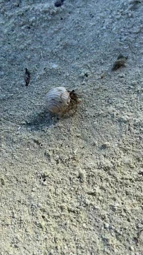 Hermit crab on a beach in Maupiti Vidéo 344307300
