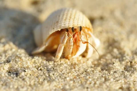 Hermit crab on a beach Stock Photos