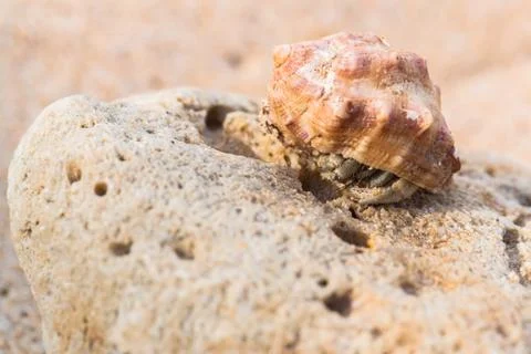 Hermit crab on the beach Stock Photos