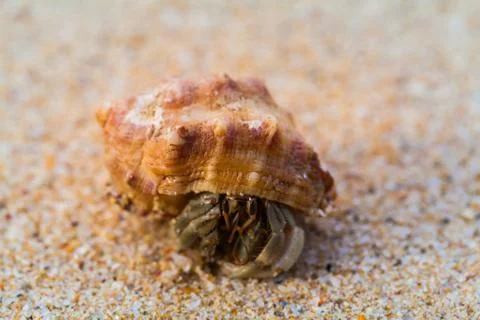 Hermit crab on the beach Stock Photos