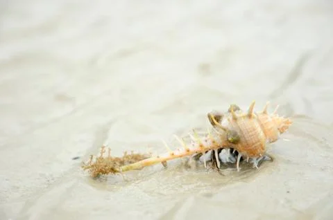 Hermit crab on the beach Stock Photos