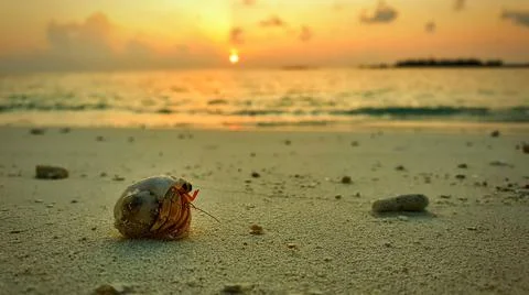 Hermit crab on the beach Stock Photos